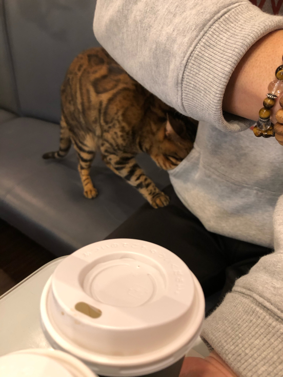 猫カフェ チェシャ猫の森 ときまつさなえmemo