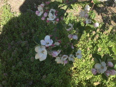 ミツバチくる 2021/4、28_e0019167_08213410.jpeg