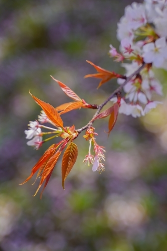 博愛病院の桜_b0018976_11523493.jpg