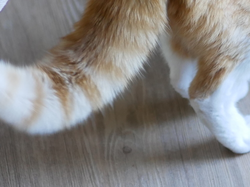 外猫にしっぽボンッ!のちぃちぃ_f0054677_09195336.jpg