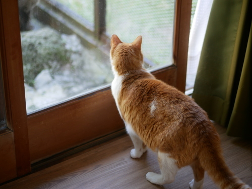 外猫にしっぽボンッ!のちぃちぃ_f0054677_09201184.jpg