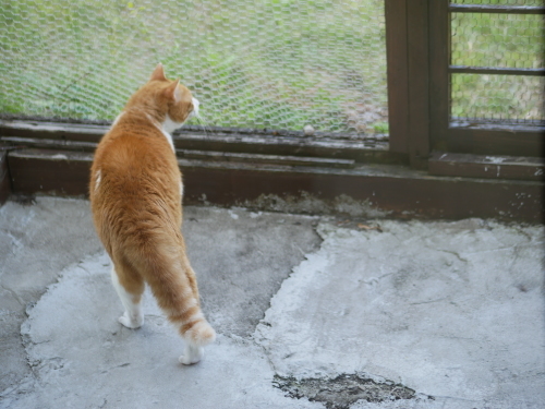 外猫にしっぽボンッ!のちぃちぃ_f0054677_09204209.jpg
