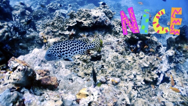 シミランクルーズ2021 Vol.6~シミラン諸島#5から#8~_f0144385_14243111.jpg