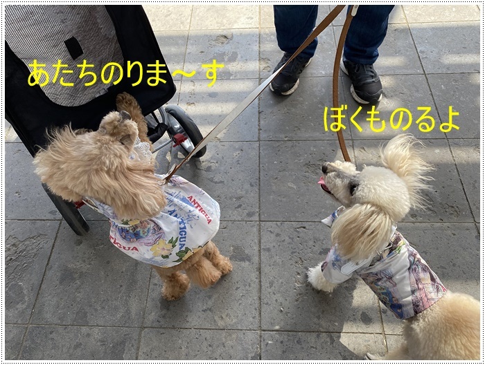 ネモフィラの中でとびっきりの笑顔だよ さくらおばちゃんの趣味悠遊 ネモフィラの中でとびっきりの笑顔だよ さくらおばちゃんの趣味悠遊