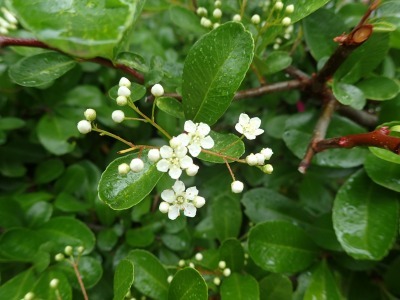 小さな白い花 ートキワサンザシー_b0049307_13475223.jpg