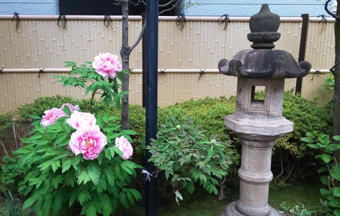 4月30日 「牡丹華」という日・寒牡丹と冬牡丹_b0255824_15430949.jpg