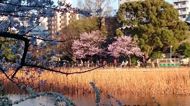 綺麗なさくらと上野公園界隈へお客様と散策風景を。_a0214329_16160780.jpg