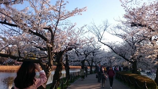 綺麗なさくらと上野公園界隈へお客様と散策風景を。_a0214329_16231305.jpg