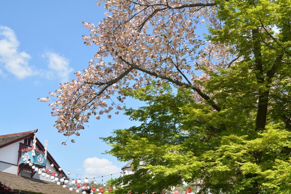 4丁目呉服座付近の八重桜_e0373930_20055896.jpg