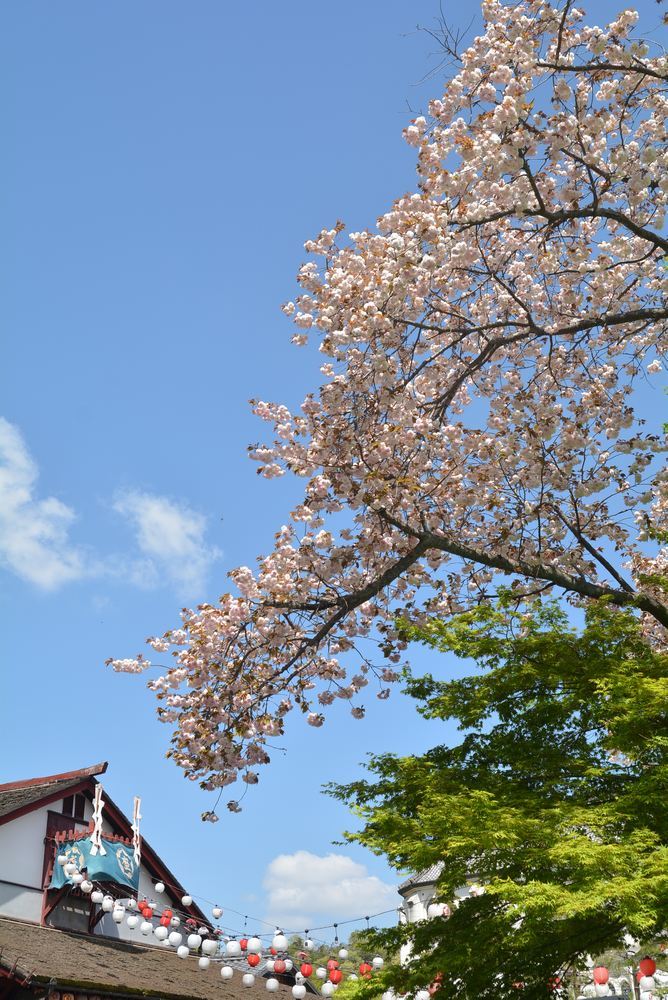 4丁目呉服座付近の八重桜_e0373930_20055967.jpg