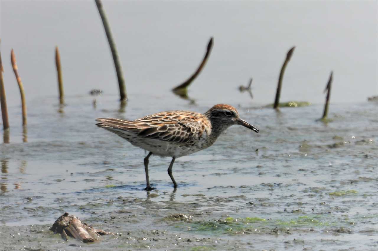 ウズラシギ（鶉鴫:Calidris acuminata）_a0393942_21124587.jpg