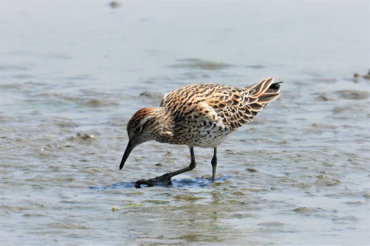 ウズラシギ（鶉鴫:Calidris acuminata）_a0393942_21131160.jpg