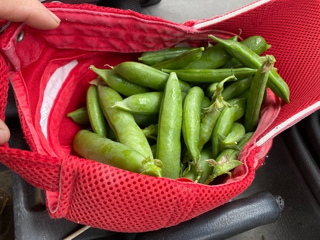 今朝は　ズッキーニの花　スナップエンドウ　グリンピース　蚕豆　の収穫です_c0222448_13572116.jpg