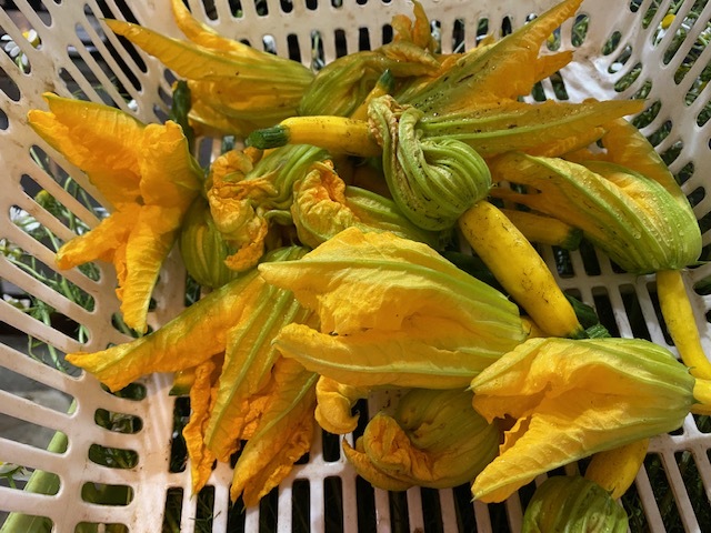 今朝は　ズッキーニの花　スナップエンドウ　グリンピース　蚕豆　の収穫です_c0222448_13573047.jpg