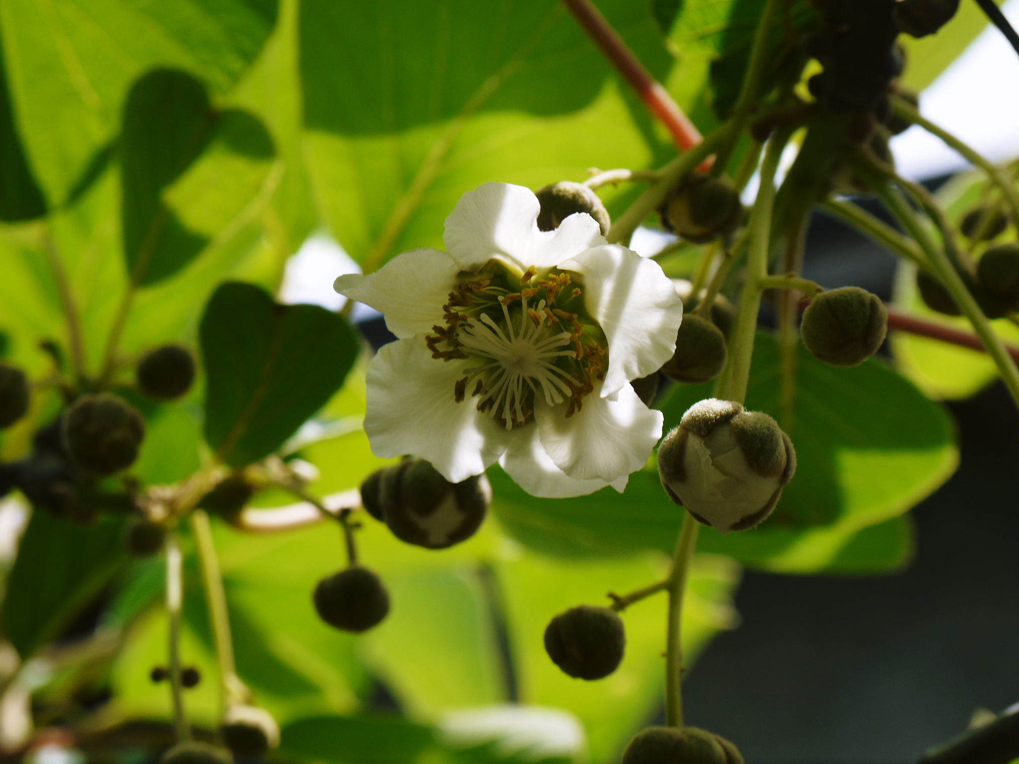 水源キウイ 2021年の開花!例年より10日以上も早い開花でした!(前編:今年も無農薬で栽培します!)_a0254656_17161866.jpg