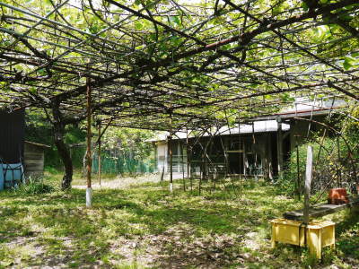 水源キウイ 2021年の開花!例年より10日以上も早い開花でした!(前編:今年も無農薬で栽培します!)_a0254656_17175741.jpg