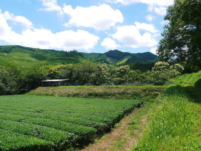 水源キウイ 2021年の開花!例年より10日以上も早い開花でした!(前編:今年も無農薬で栽培します!)_a0254656_17330730.jpg