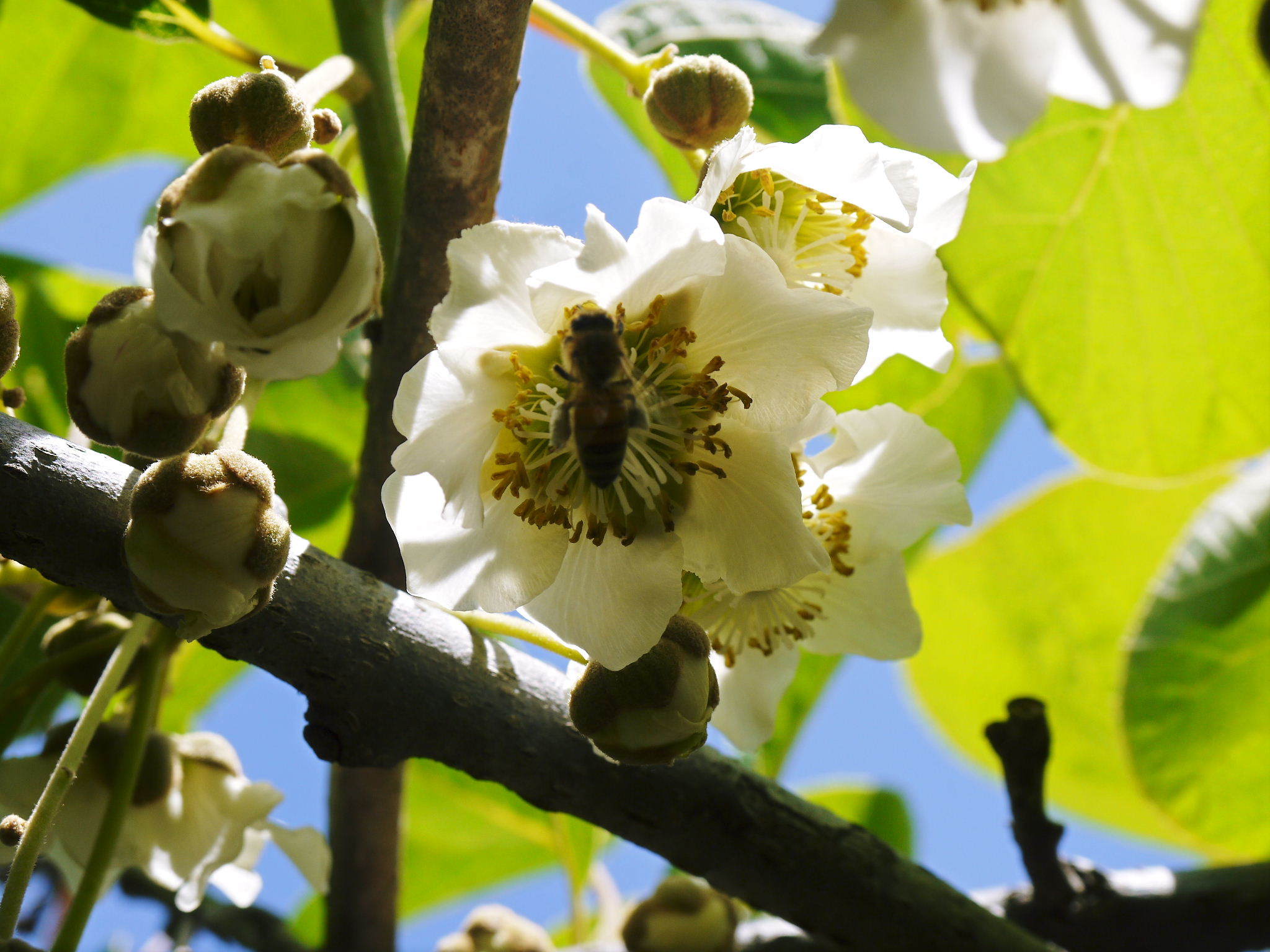 水源キウイ 2021年の開花!例年より10日以上も早い開花でした!(前編:今年も無農薬で栽培します!)_a0254656_17374000.jpg