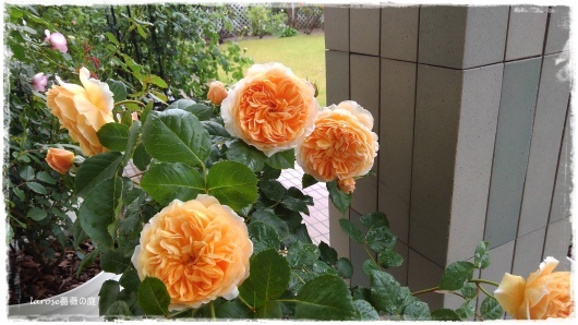 クラウン プリンセス マルガリータ の開花 La Rose 薔薇の庭