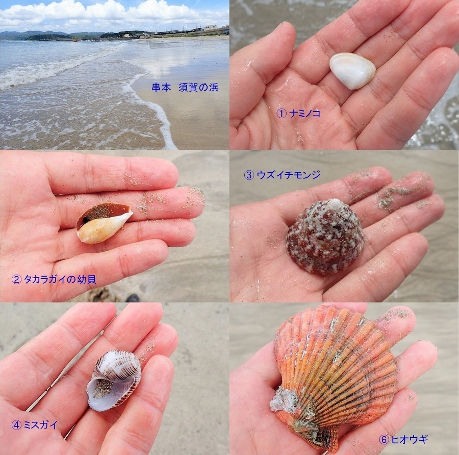 串本 須賀の浜で貝ひろい かさぶたろぐ
