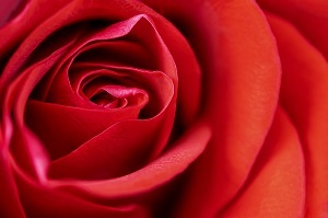 祝!- Arcadia Rose -10周年!新章スタート! #172_b0225081_08244568.jpg