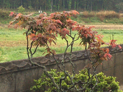 雨の休日。_a0391189_12074895.jpg