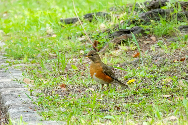 コマドリ、オオルリにエナガ団子３つ、大阪城公園で探鳥（2021.4.22&23）_a0384397_18294308.jpg