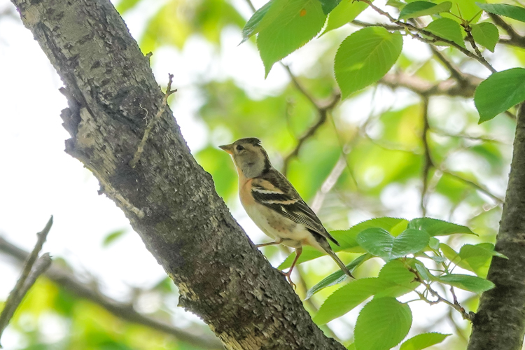 コマドリ、オオルリにエナガ団子３つ、大阪城公園で探鳥（2021.4.22&23）_a0384397_18302950.jpg