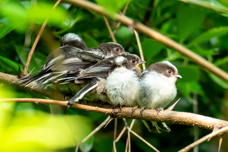 コマドリ、オオルリにエナガ団子３つ、大阪城公園で探鳥（2021.4.22&23）_a0384397_18314534.jpg