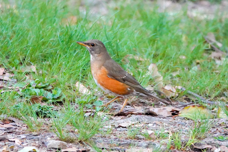 コマドリ、オオルリにエナガ団子３つ、大阪城公園で探鳥（2021.4.22&23）_a0384397_18321055.jpg