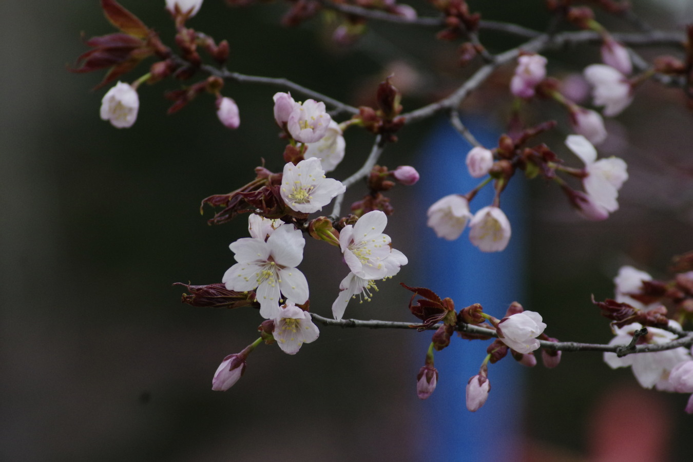 栗山公園_c0360399_21122704.jpg