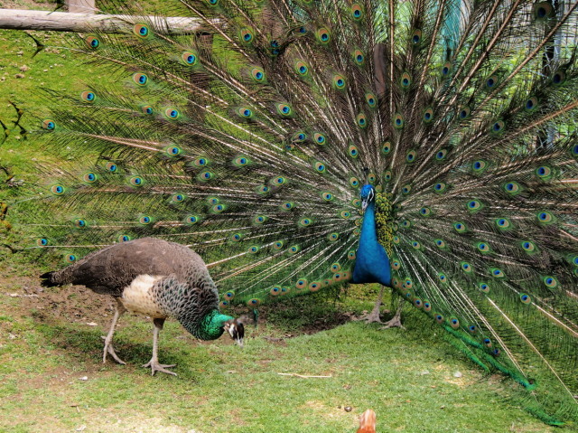栗山公園_c0360399_21225267.jpg