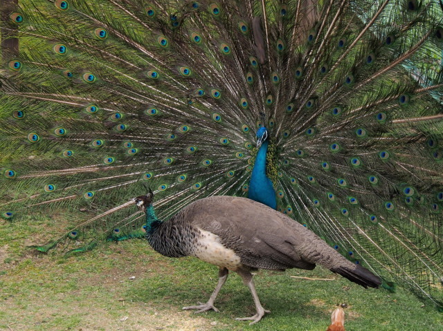栗山公園_c0360399_21232256.jpg