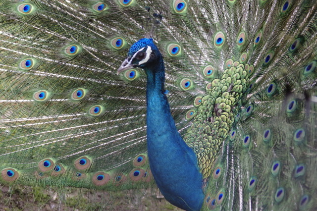 栗山公園_c0360399_21244193.jpg