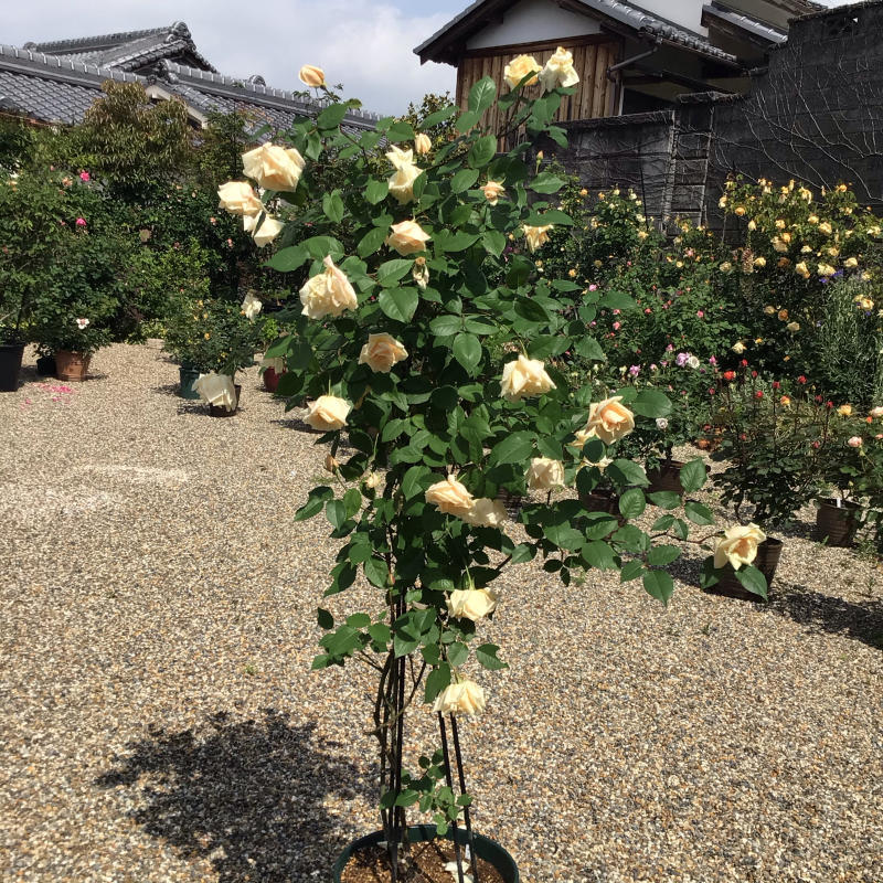 何で下向くバラが好きなのか気持ち悪くも力説する バラやらナンやら 何で下向くバラが好きなのか気持ち悪くも力説する バラやらナンやら