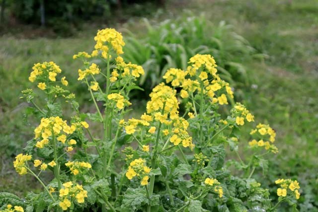 菜園の花　また咲いた_e0048413_17214316.jpg