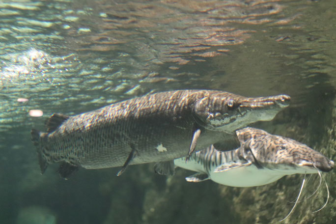 しながわ水族館「世界の大河から」③～魅惑のアリゲーターガーたち（August 2020）_b0355317_21581308.jpg