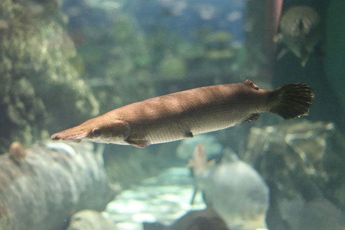 しながわ水族館「世界の大河から」③～魅惑のアリゲーターガーたち（August 2020）_b0355317_21592845.jpg