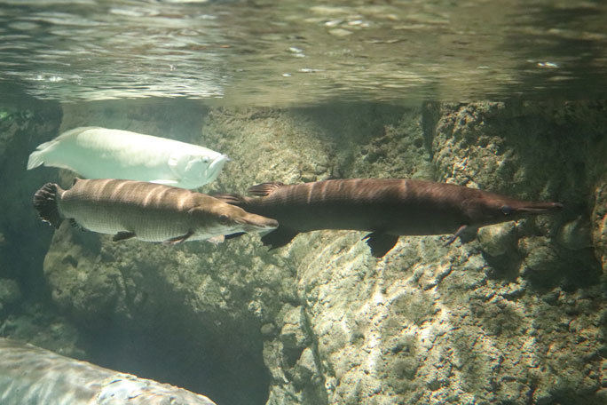 しながわ水族館 世界の大河から 魅惑のアリゲーターガーたち August 続々 動物園ありマス