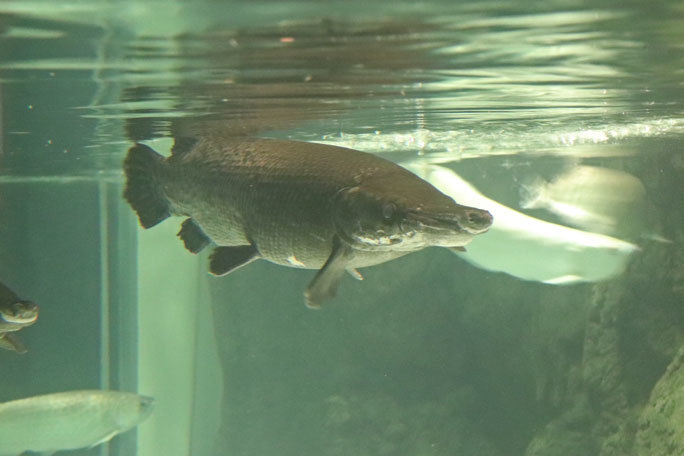 しながわ水族館「世界の大河から」③～魅惑のアリゲーターガーたち（August 2020）_b0355317_22050786.jpg