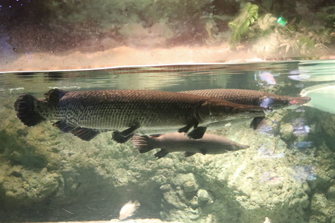 しながわ水族館「世界の大河から」③～魅惑のアリゲーターガーたち（August 2020）_b0355317_22072159.jpg