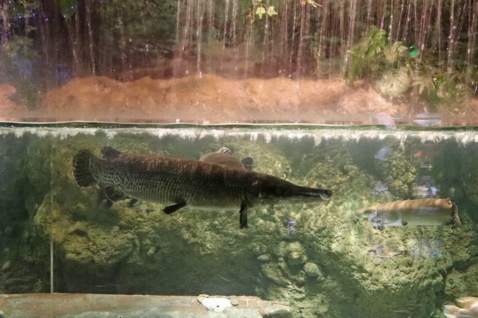 しながわ水族館「世界の大河から」③～魅惑のアリゲーターガーたち（August 2020）_b0355317_22132663.jpg