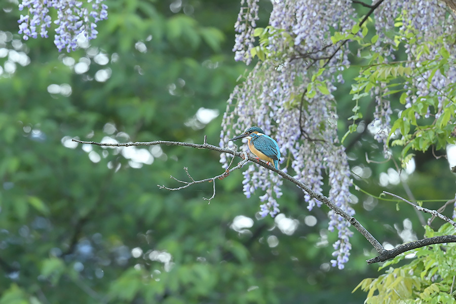 翡翠製 鳥と花の彫刻 約30cm 翡翠製 鳥と花の彫刻 約30cm 翡翠製 鳥と花の彫刻 約30cm