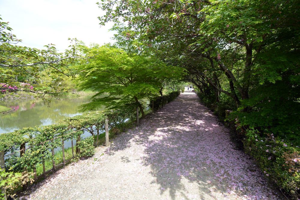 八重桜の絨毯_e0373930_19004330.jpg