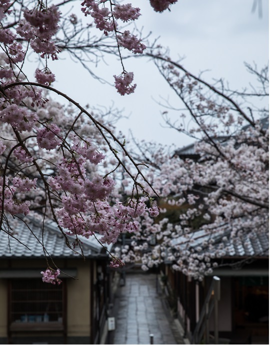 ねねの道～円山公園_d0396334_22353751.jpg