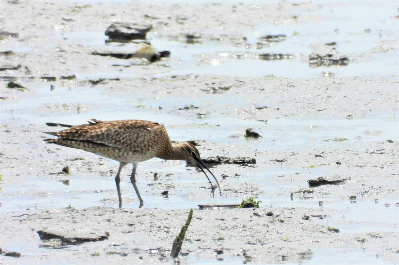 チュウシャクシギ（中杓鴫：Numenius phaeopus）_a0393942_07122422.jpg