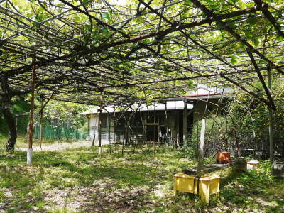 水源キウイ 2021年の開花!例年より10日以上も早い開花でした!(後編:雄花と雌花&交配のお話し) _a0254656_17350328.jpg