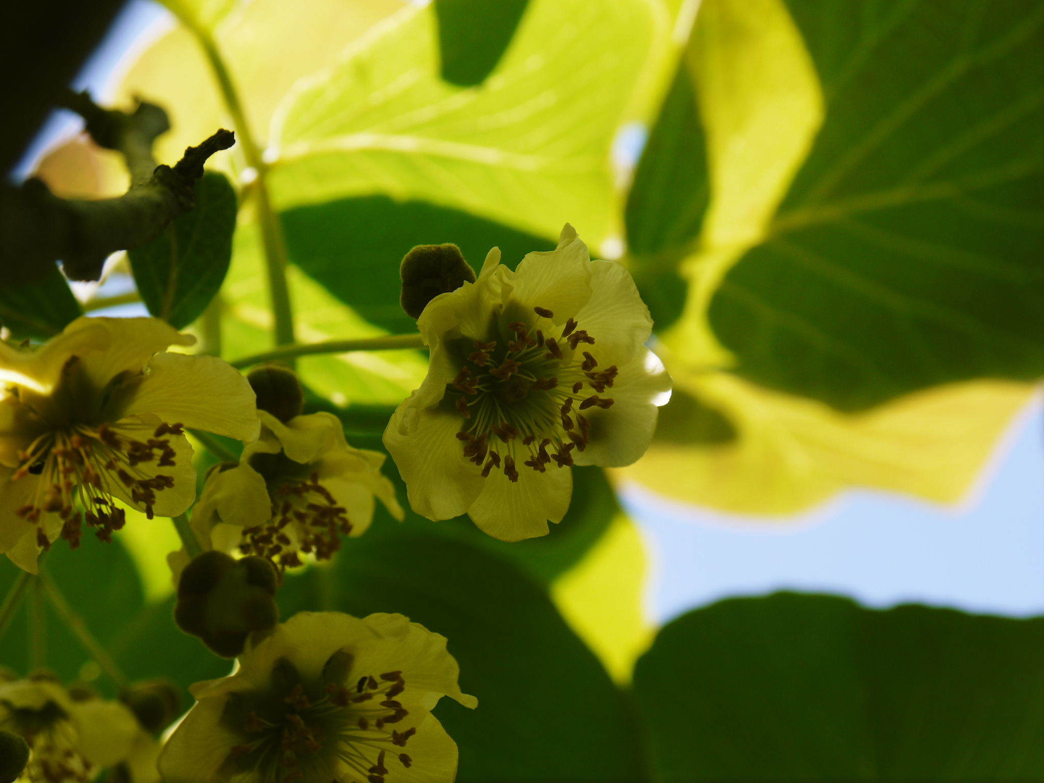 水源キウイ 2021年の開花!例年より10日以上も早い開花でした!(後編:雄花と雌花&交配のお話し) _a0254656_17525756.jpg