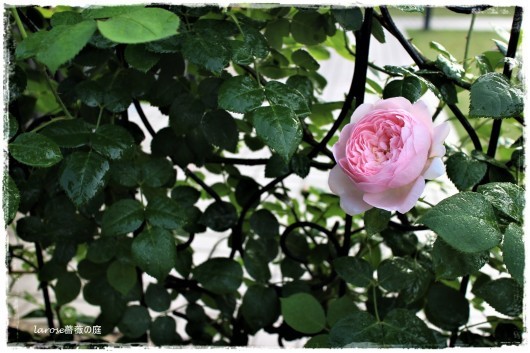 エグランタイン がそろそろ開花かな La Rose 薔薇の庭