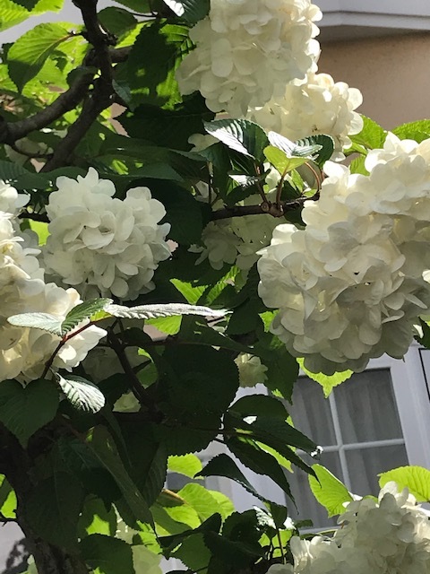 五月の薔薇_a0399157_13172321.jpg
